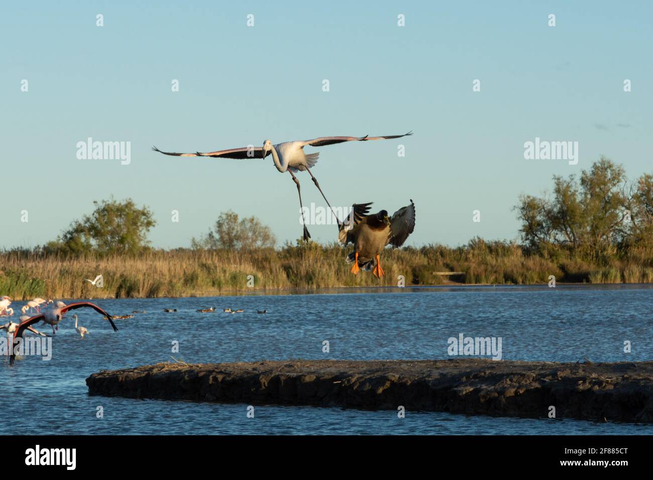 Canard chasse Banque D'Images