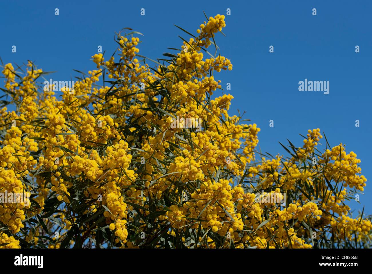 Une acacia argentée à fleurs jaunes (Acacia dealbata) ou fausse mimosa, avec ses fleurs au printemps contre un ciel bleu en Sicile Banque D'Images