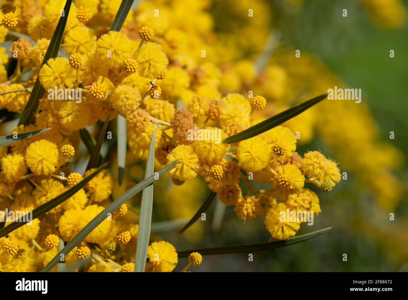 gros plan d'une acacia argentée à fleurs jaunes (Acacia dealbata), ou fausse mimosa, avec ses fleurs au printemps en Sicile Banque D'Images