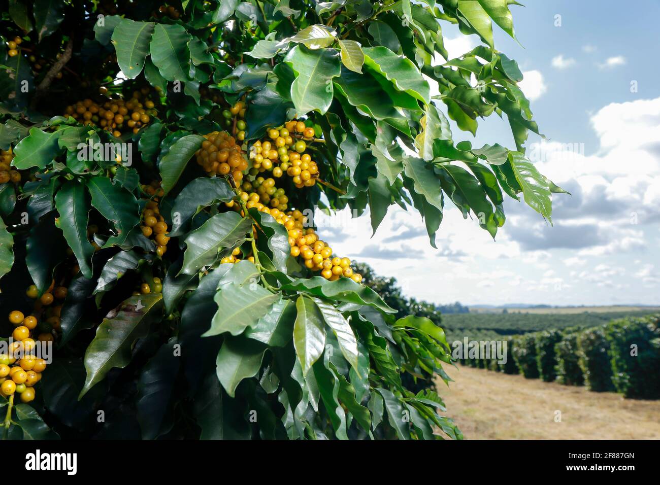 Ferme avec vue sur la plantation de café. L'agrobusiness. Récolte de café avec des grains jaunes, vert et bleu ciel. Banque D'Images
