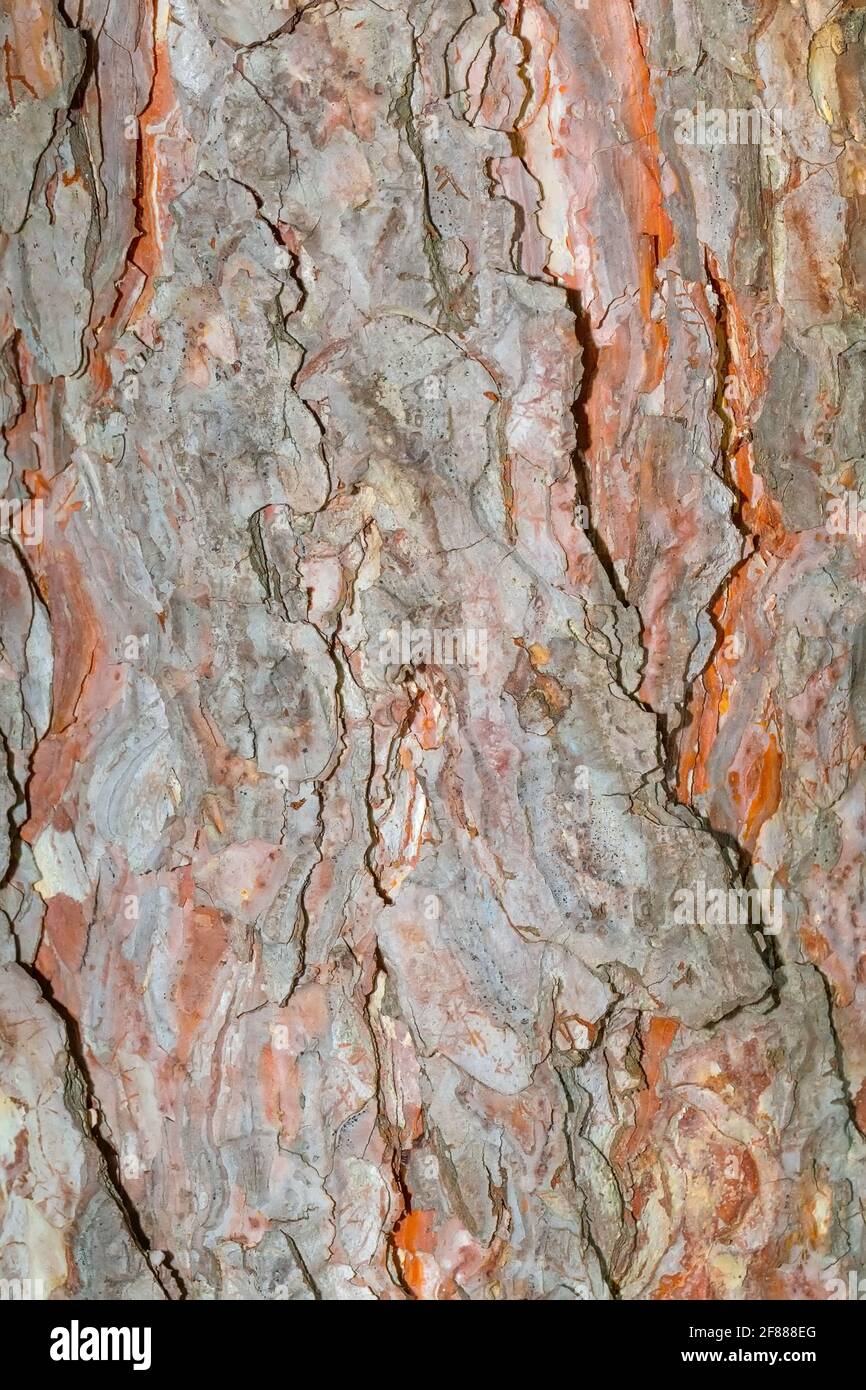 Une texture en bois d'écorce de pin Banque D'Images