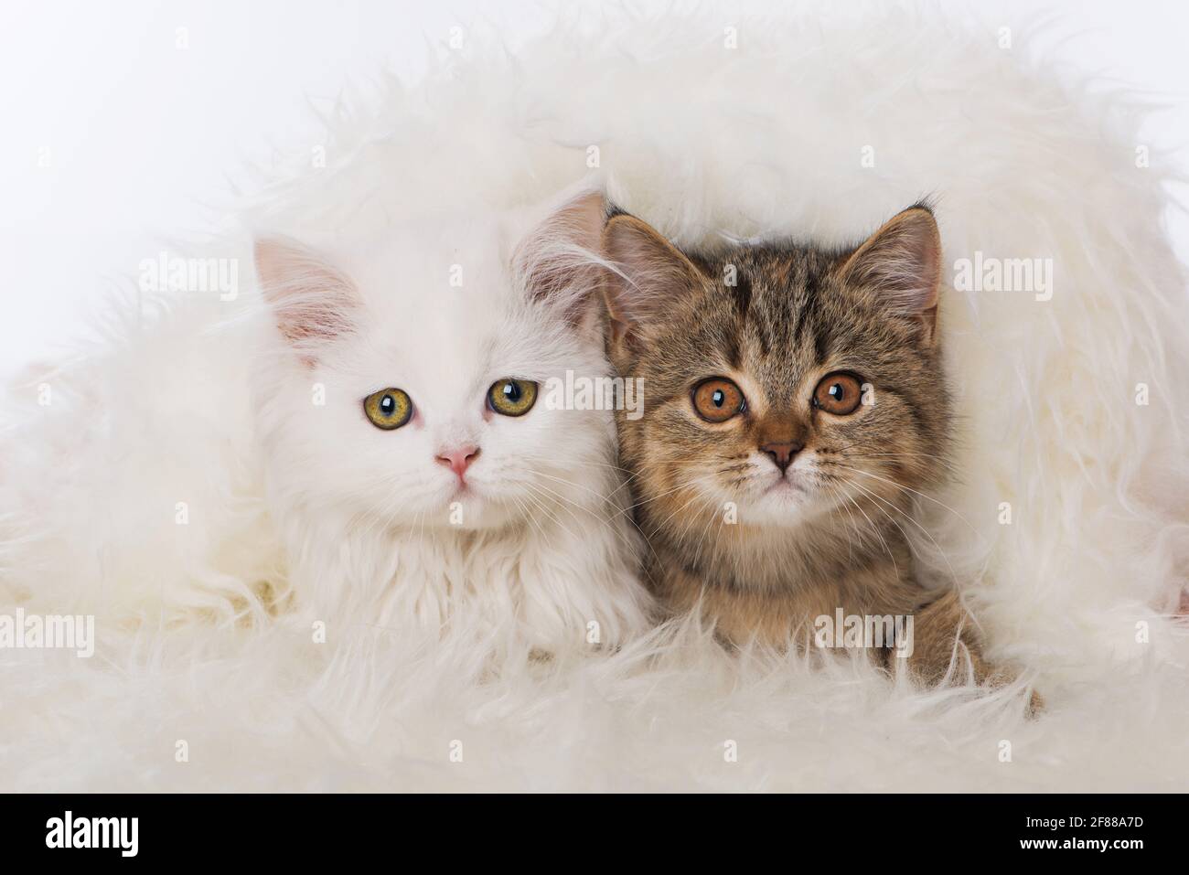 Deux chaton sur une fourrure de mouton Banque D'Images