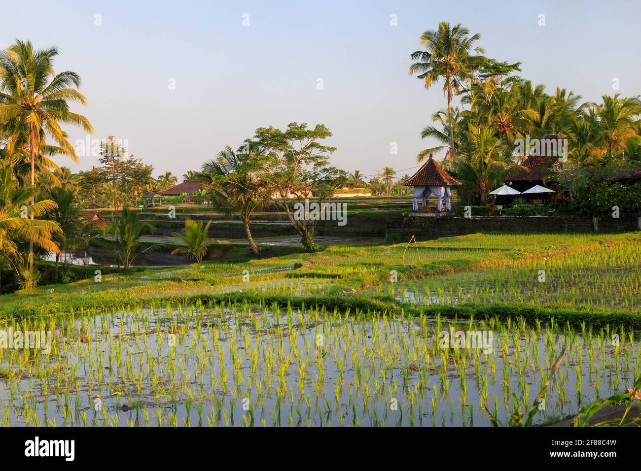 Rizières avec palmiers et réflexion dans l'eau à Bali, Indonésie Banque D'Images