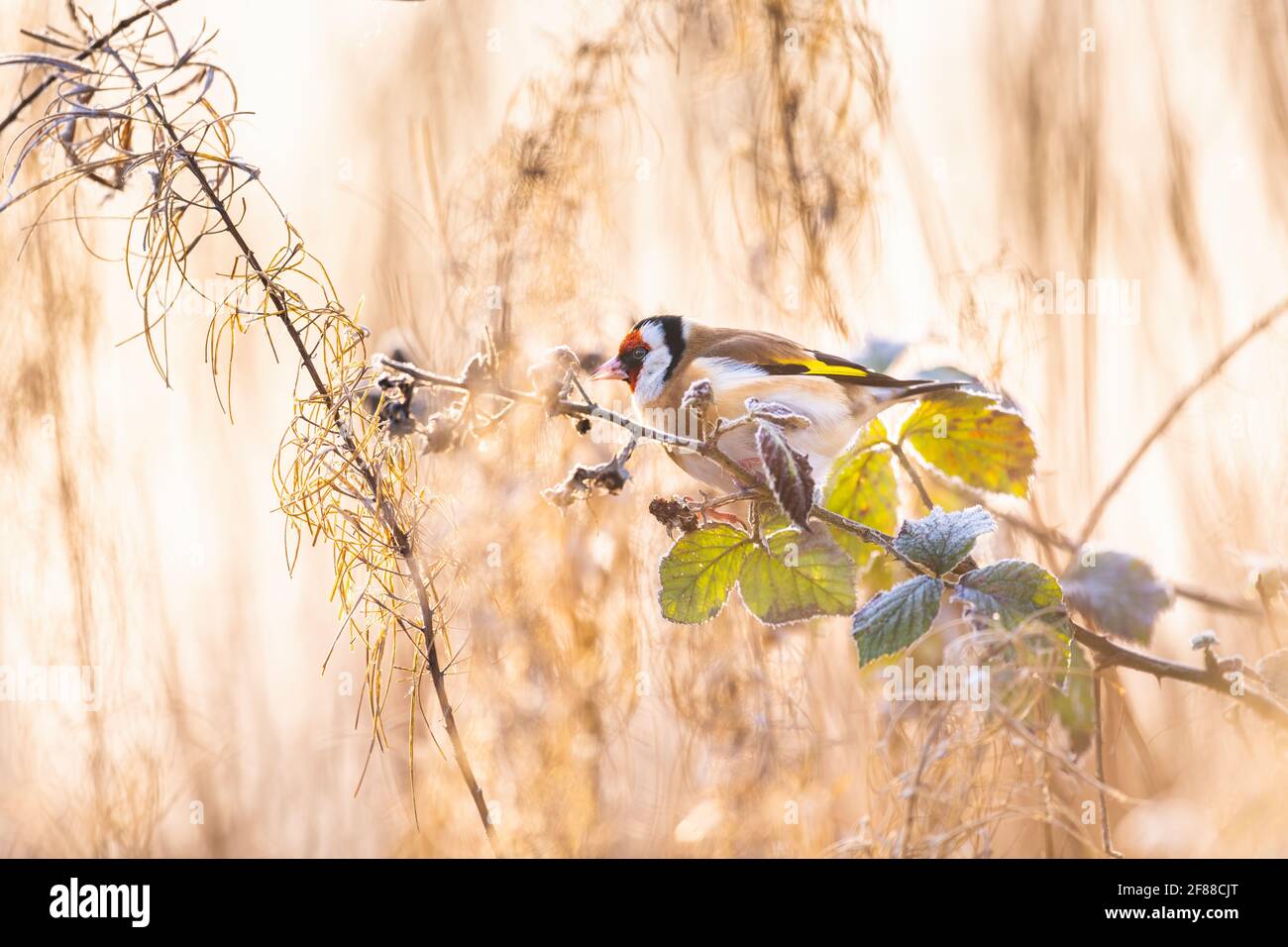 Portrait d'un Goldfinch coloré au lever du soleil du début de l'hiver perchée sur une branche de saumure parmi les herbes Banque D'Images