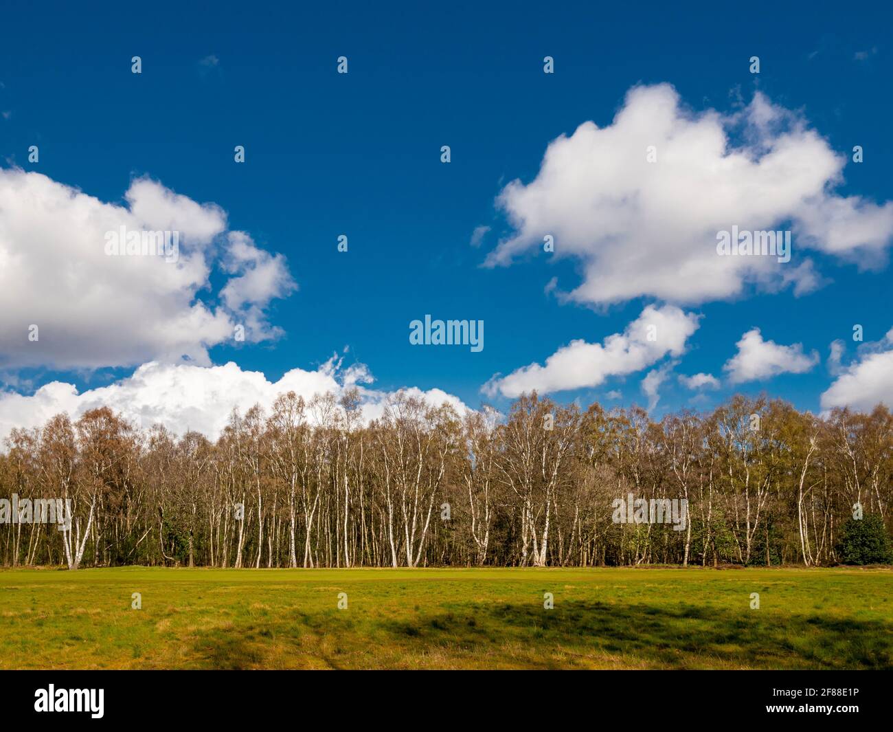 Ligne d'arbres avec herbe et ciel bleu Banque D'Images