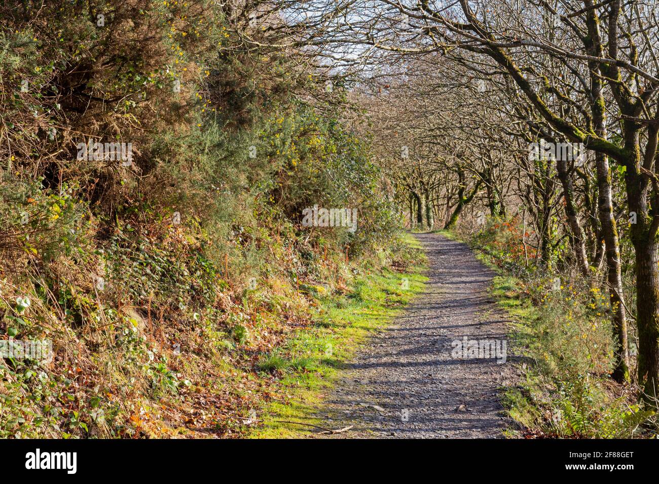 Vue d'hiver sur le sentier de ski de 'Sliding Rock' sur Castle Hill, Great Torrington, Common Land. Banque D'Images