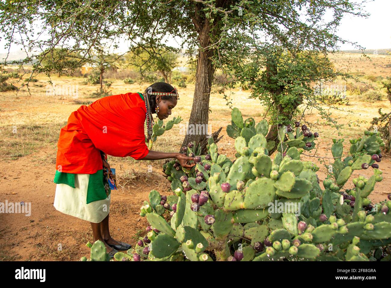 Femme de Maasai examinant le cactus de poire pickly Banque D'Images