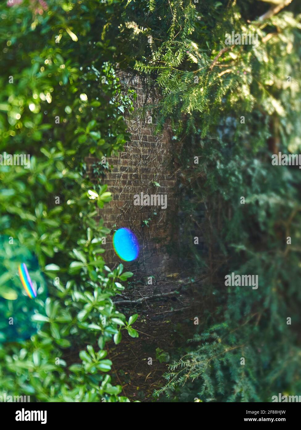 Image d'une ouverture entre les plantes qui regarde à travers un mur de briques mystérieux, recouvert d'une végétation ancienne. Banque D'Images