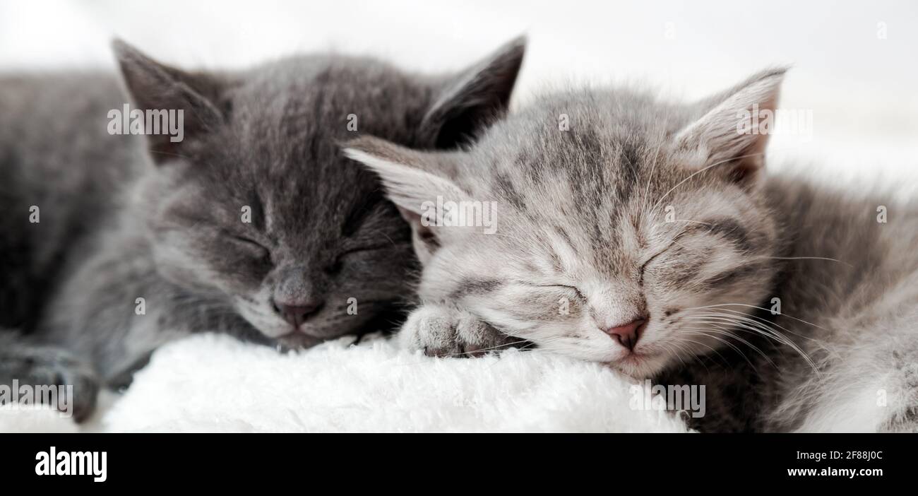 Chaton Famille Dans Le Portrait D Amour Nez Adorables Pour La Saint Valentin Amour D Animal De Compagnie Couple Joyeux Chatons Sommeil Detendez Vous Ensemble Un Animal Domestique Confortable Dormant Photo Stock Alamy
