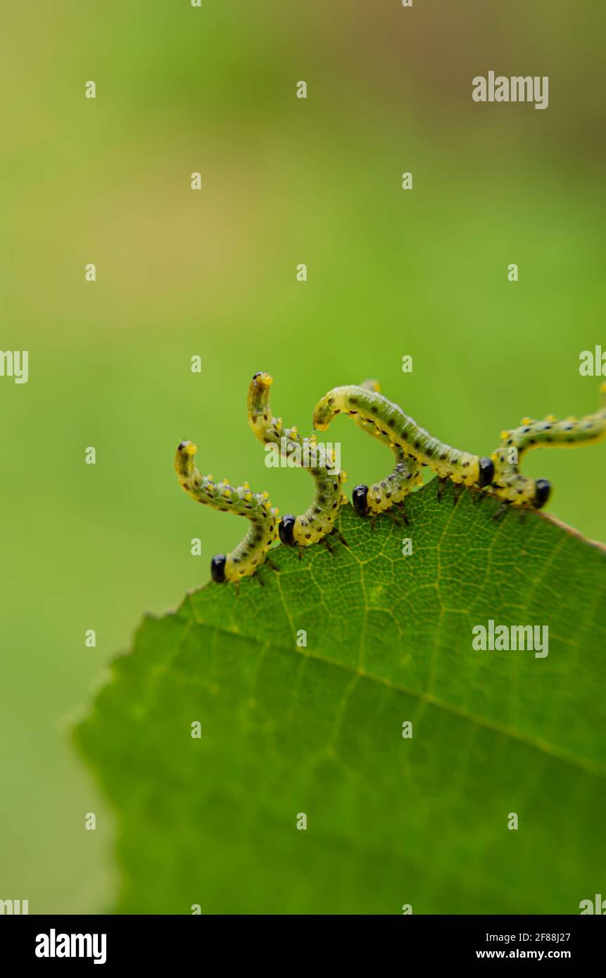Cinq chenilles de la famille Geometridae mangent un noisette vert feuille sur un arrière-plan flou Banque D'Images