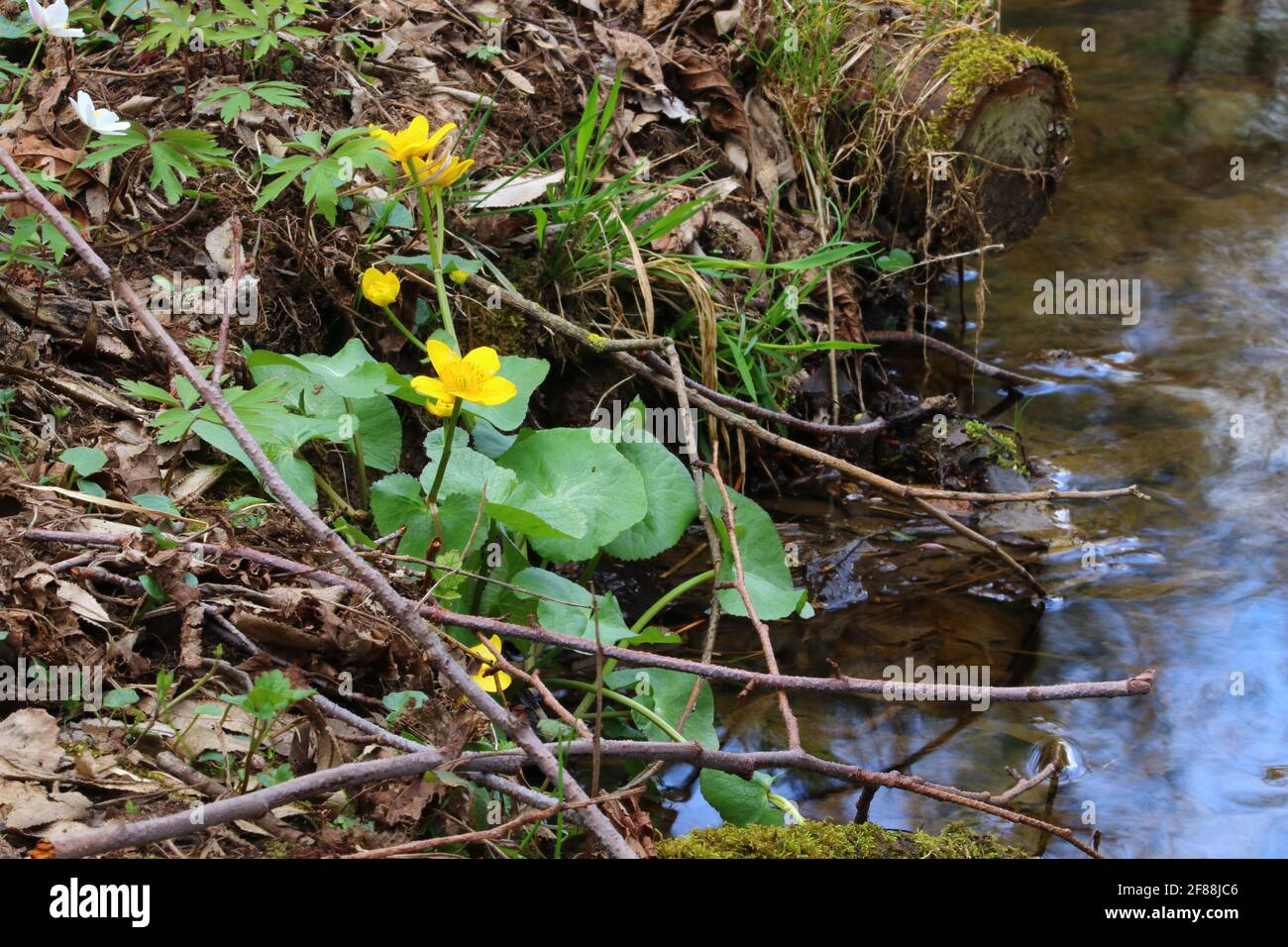 gros plan des fleurs fleuries près de l'arroser Banque D'Images gros plan des fleurs fleuries près de l'arroser Banque D'Images