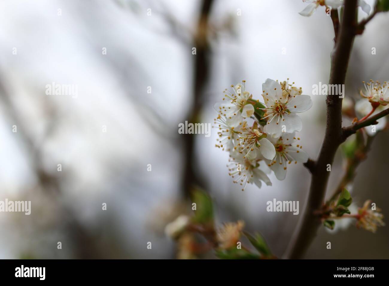 gros plan sur les fleurs de cerisier Banque D'Images