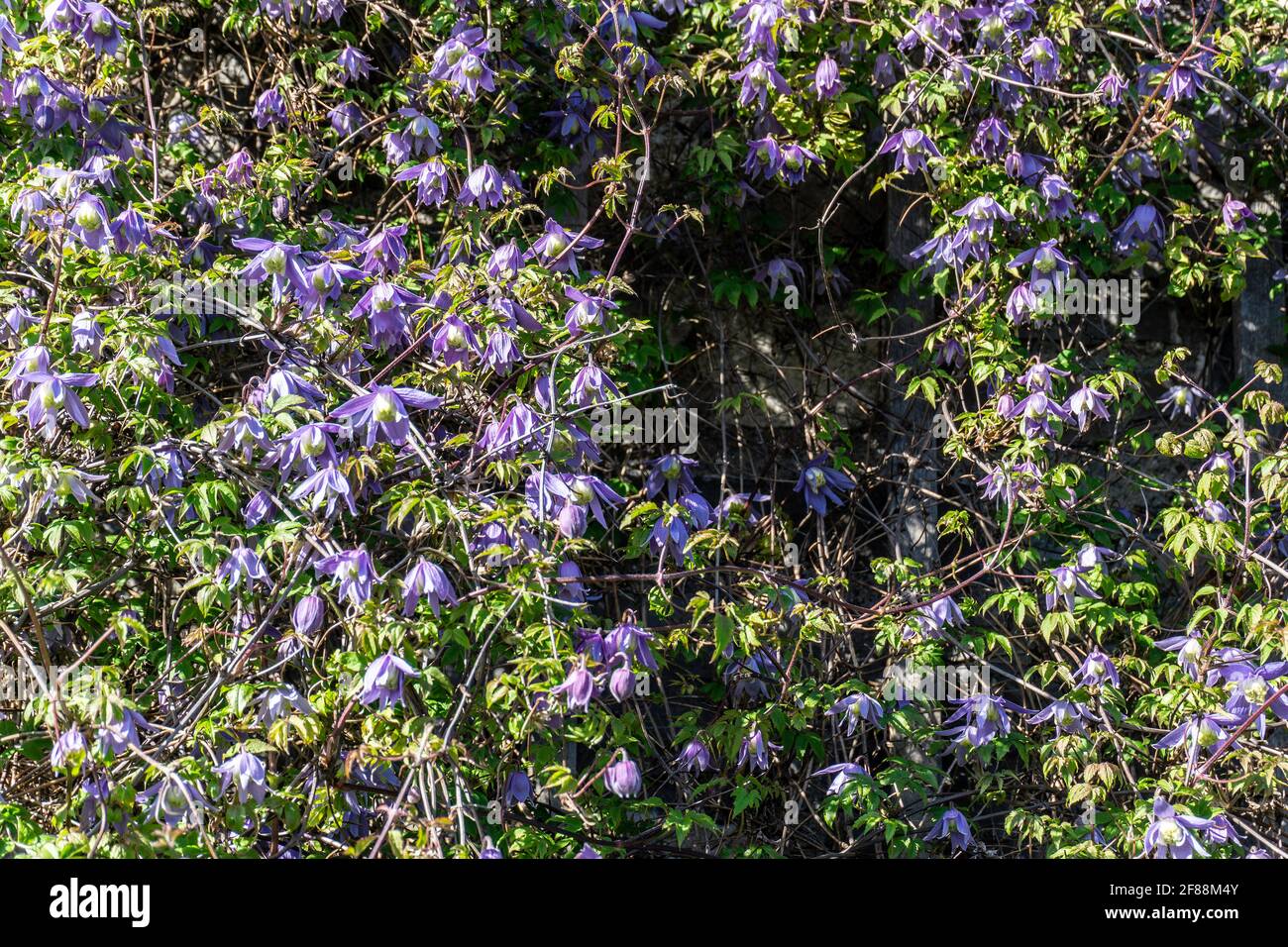 Clematis alpine. Les fleurs bleues en forme de cloche de l'Alpine Clematis, une plante grimpant qui fleurit en avril/mai chaque année. Banque D'Images