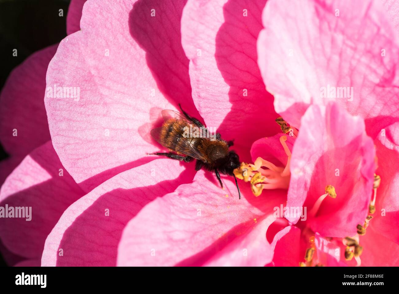 L'abeille minière de Tawny Andrena fulva sur une fleur de Camilla Banque D'Images