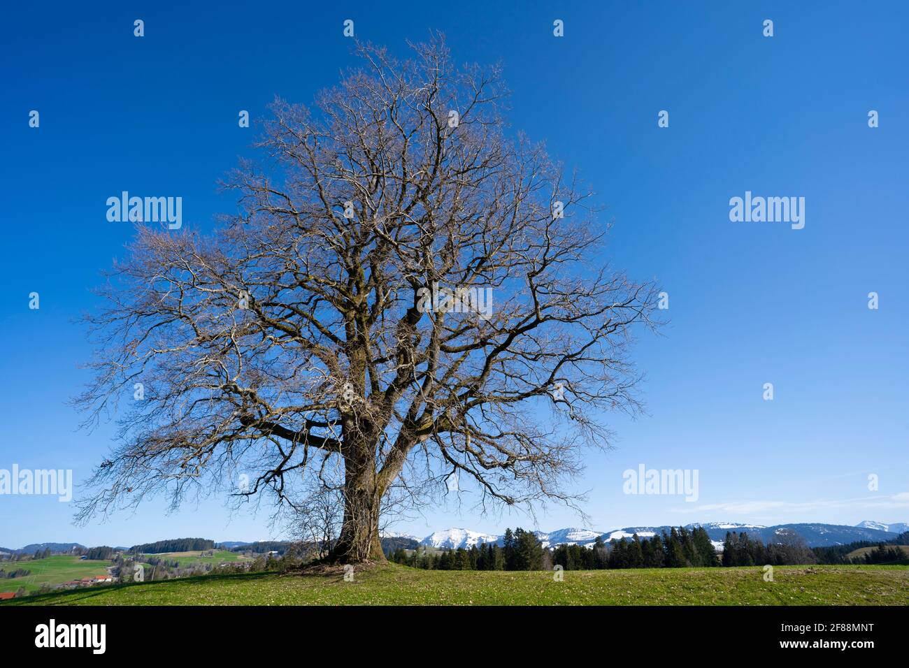 Titel immense vieux arbre avec neige couverte Mont Hochgrat en arrière-plan, dans la région d'Allgaeu, une partie des alpes bavaroises, Allemagne Banque D'Images