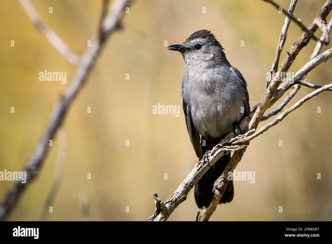 Oiseau gris perché dont l'appel ressemble à un chat. Banque D'Images