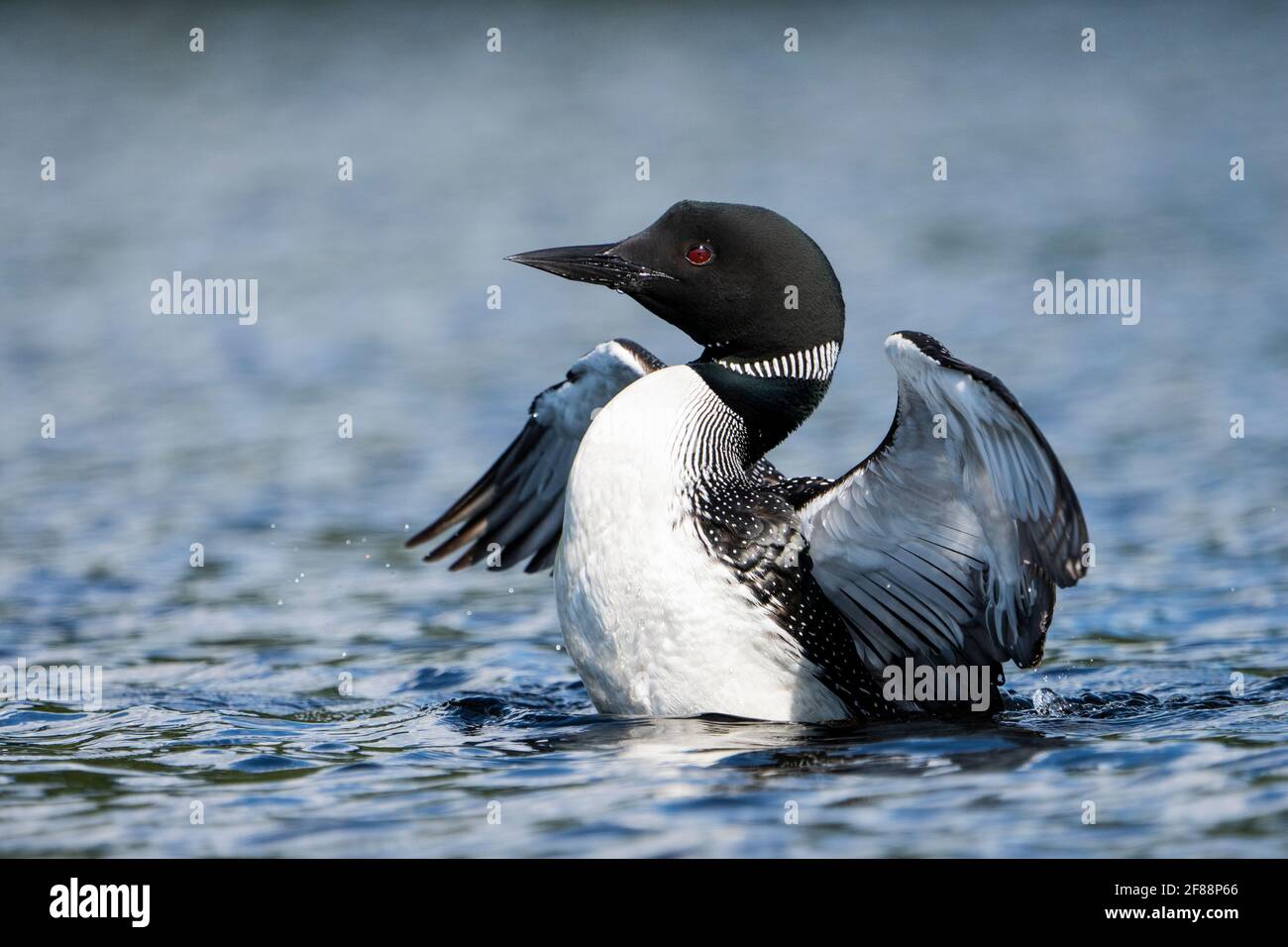 Huard s'étend ses ailes à la surface d'un lac. Banque D'Images