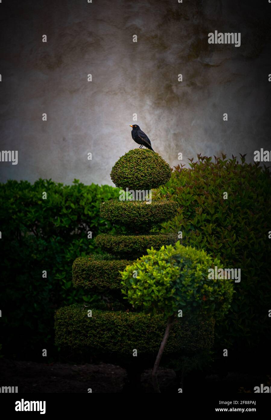 blackbird debout sur topiaire dans cour jardin France . Banque D'Images