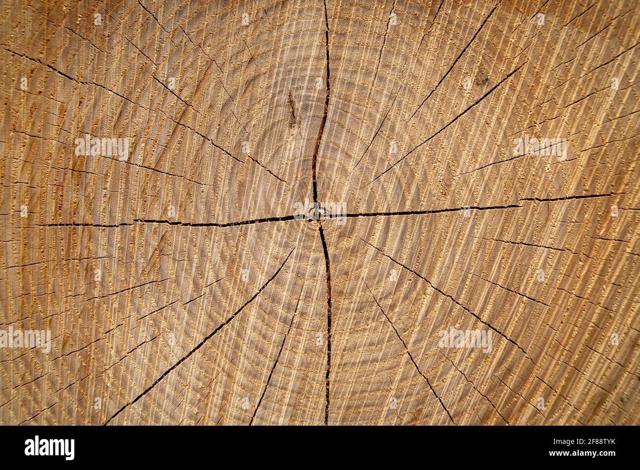 Grand morceau circulaire de section en bois avec le motif de texture des anneaux d'arbre et des fissures, gros plan Banque D'Images