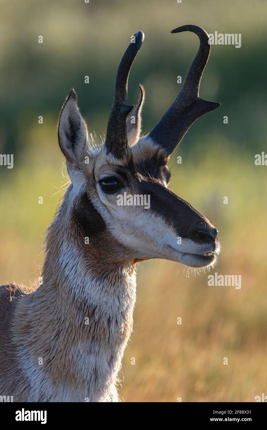 Antelope de Pronghorn dans le parc national des Prairies, Saskatchewan, Canada Banque D'Images