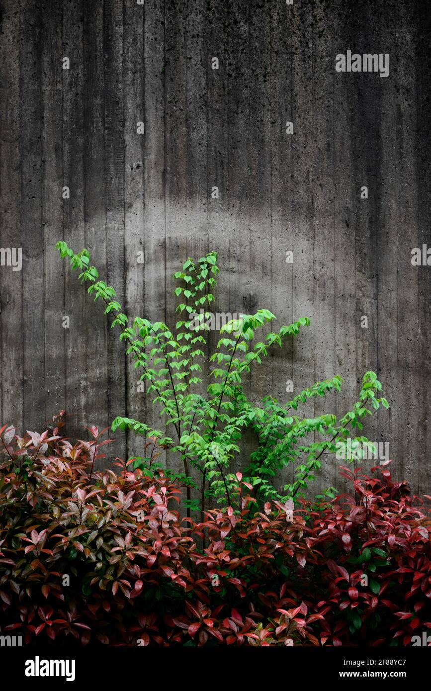 Mur en béton avec des signes causés par le mouvement d'un usine Banque D'Images