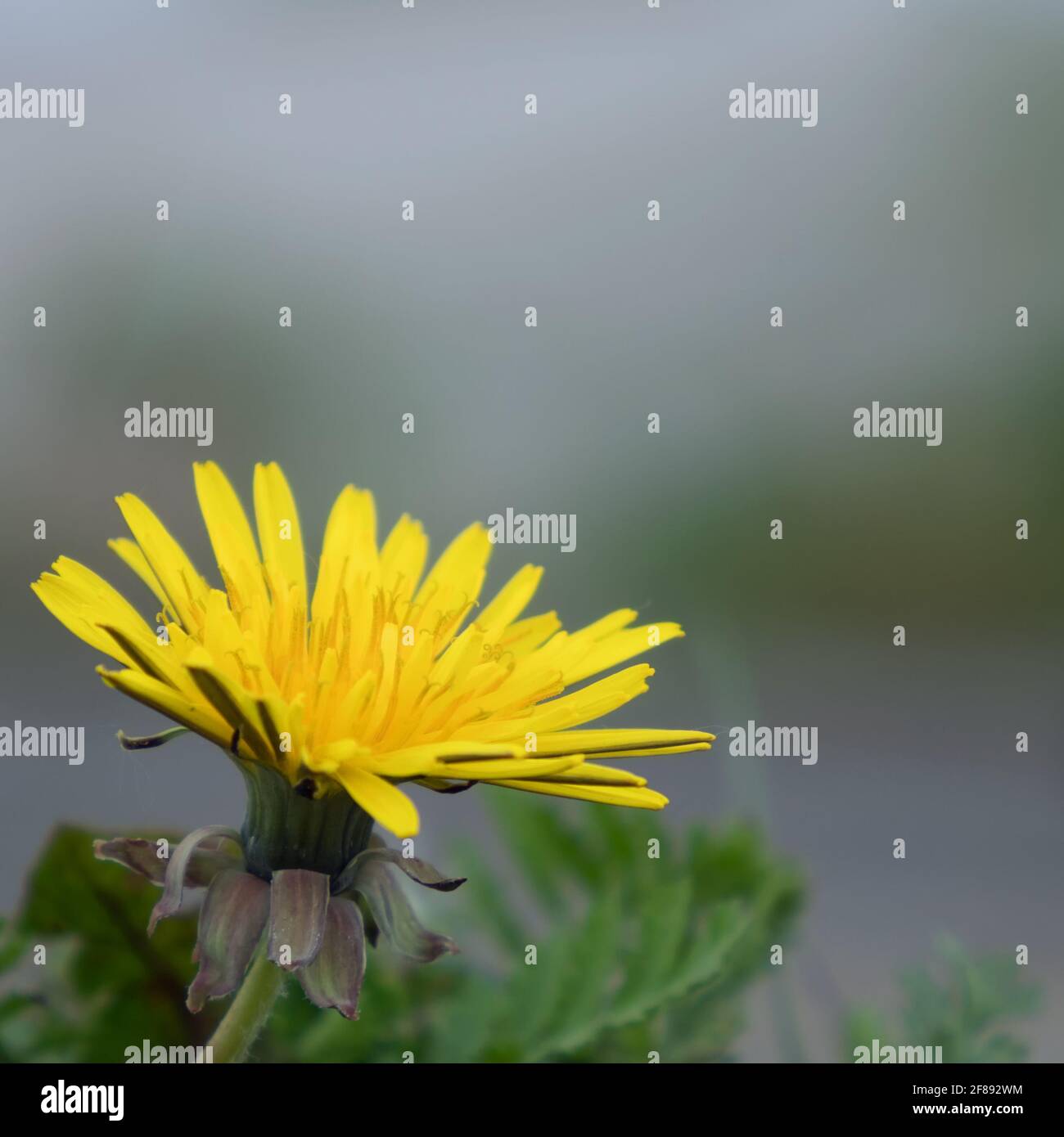Gros plan d'une fleur jaune de pissenlit, Taraxacum Banque D'Images