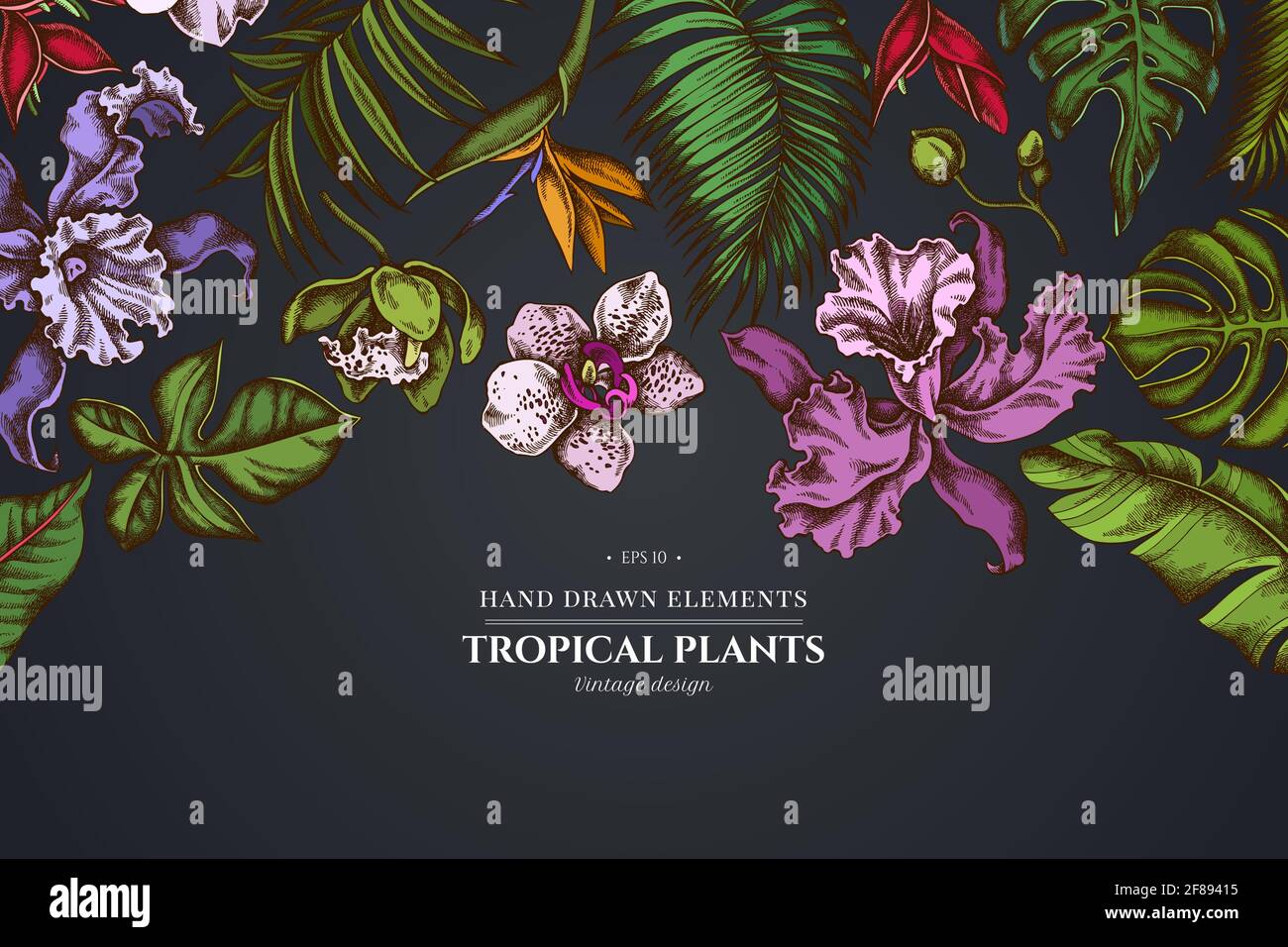 Motif floral sur fond sombre avec des monstères, des feuilles de palmier banane, de la strelitzia, de l'héliconie, des feuilles de palmier tropicales, orchidée Illustration de Vecteur