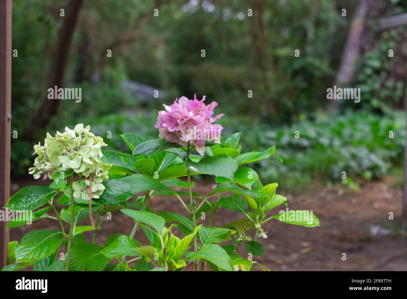 Belles fleurs dans la forêt. Banque D'Images