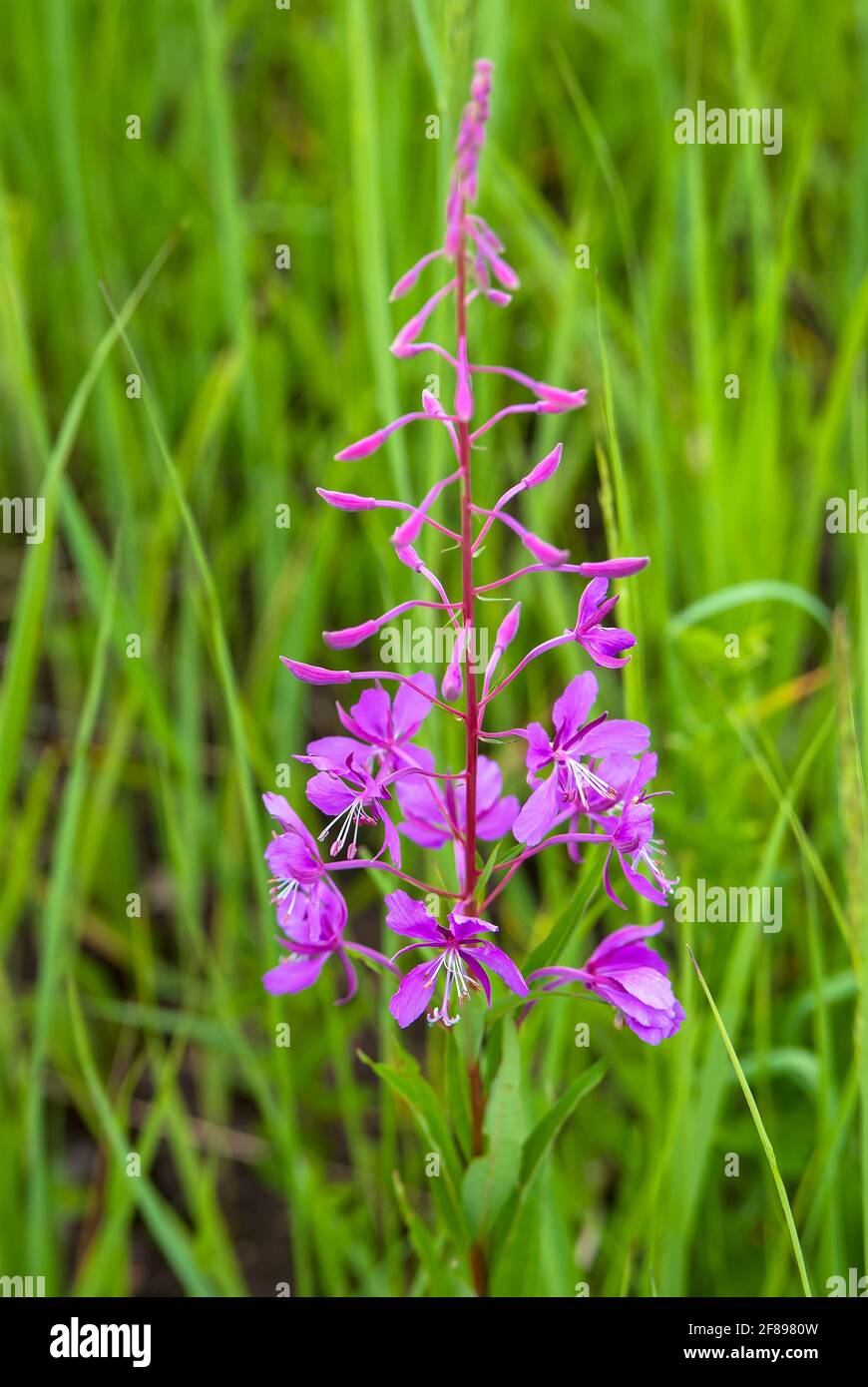 Thé de saule en fleurs (latin : Epilobium angustifolium) sur fond d'herbe verte Banque D'Images