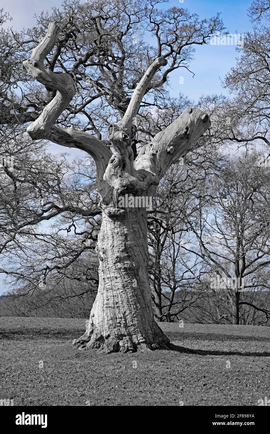 Bois mort: Debout, regarder, suivre? Souches d'arbres mortes et en décomposition ... Film d'horreur « Triffid-like » ! Woburn, Angleterre. Banque D'Images