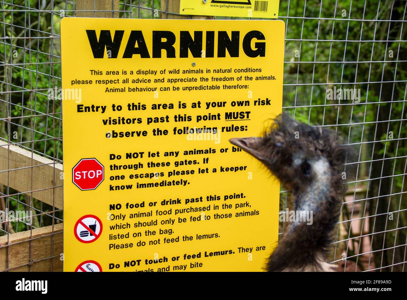 Photographie d'animal humoristique. EMU apparemment en train de lire le panneau d'avertissement au South Lakes Safari Zoo, Cumbria, Royaume-Uni. Curieux oiseau. Liberté de mouvement dans les espaces publics Banque D'Images