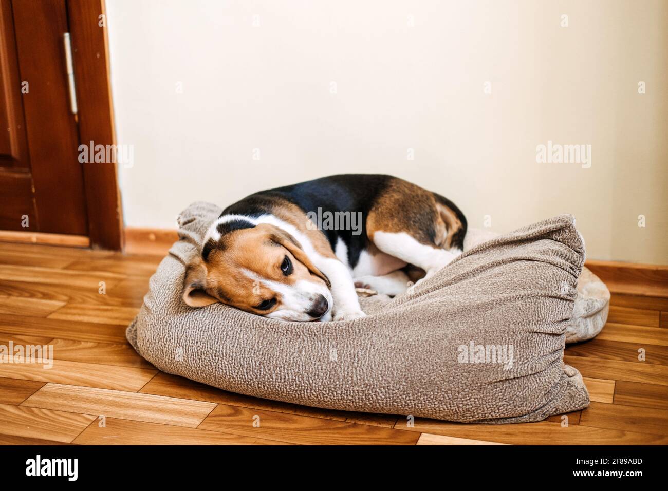 Maladies du chiot, maladies courantes à surveiller chez les chiots. Sick Beagle Puppy est couché sur le lit de chien sur le sol. Triste beagle malade à la maison Banque D'Images
