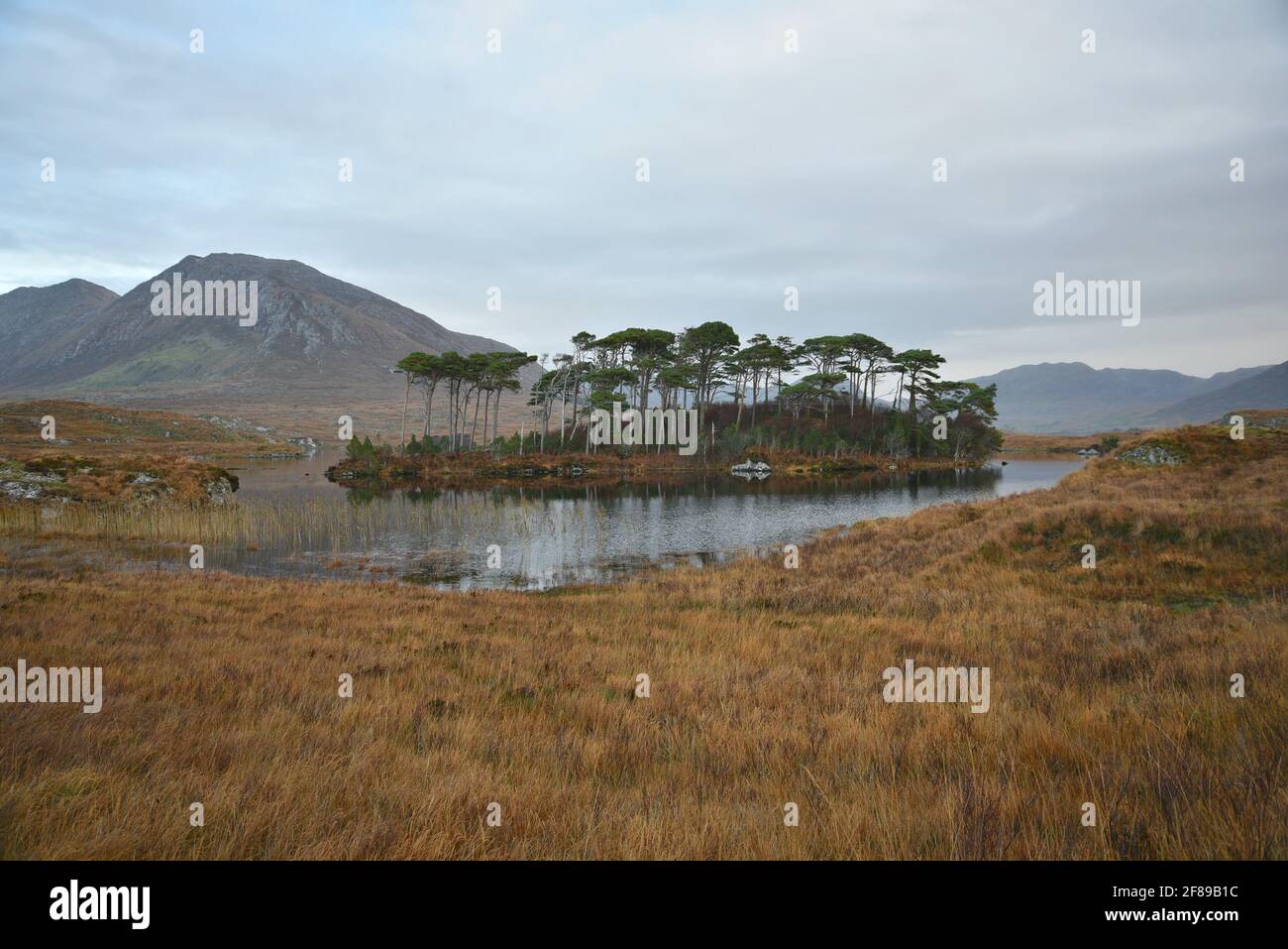 Paysage avec vue panoramique sur Pine Island avec les célèbres pins à feuilles persistantes indigènes dans la campagne du Connemara, comté de Galway Irlande. Banque D'Images