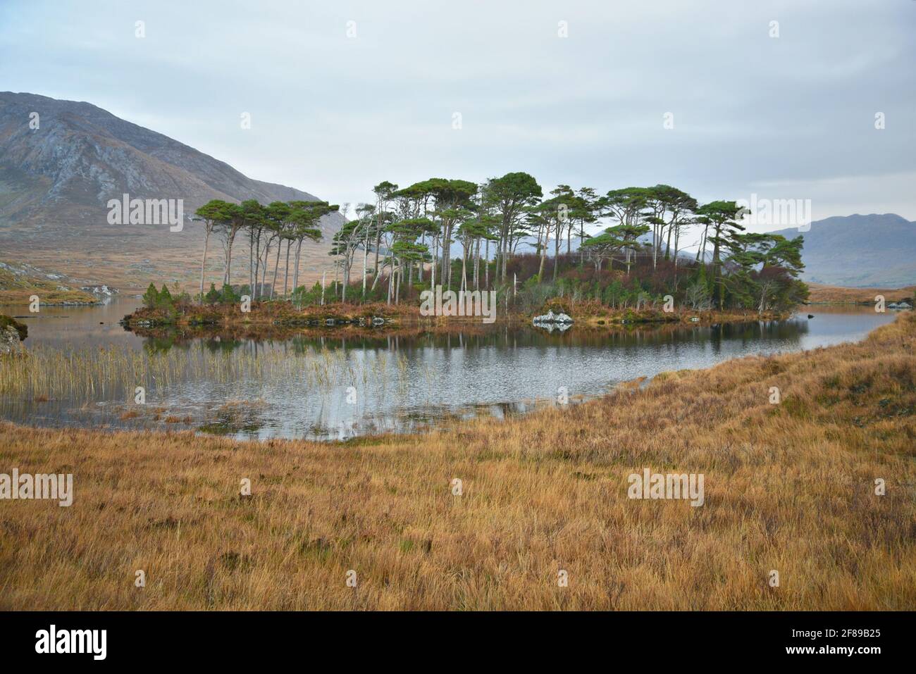 Paysage avec vue panoramique sur Pine Island avec les célèbres pins à feuilles persistantes indigènes dans la campagne du Connemara, comté de Galway Irlande. Banque D'Images