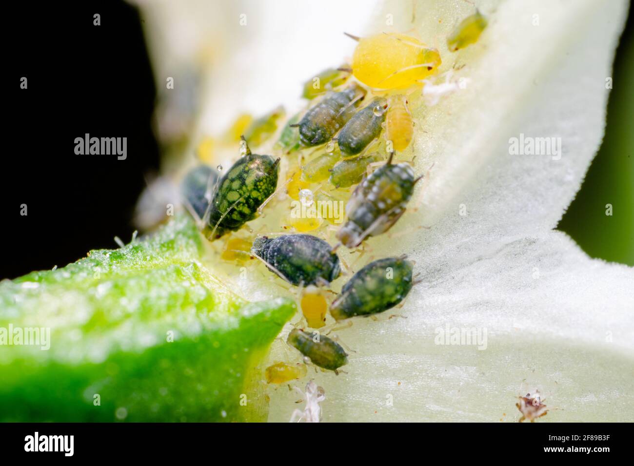 Pucerons sur la fleur de la fleur froide. Ce sont les insectes nuisibles qui endommagent les cultures en aspirant la cellule de diverses parties de la plante. Banque D'Images