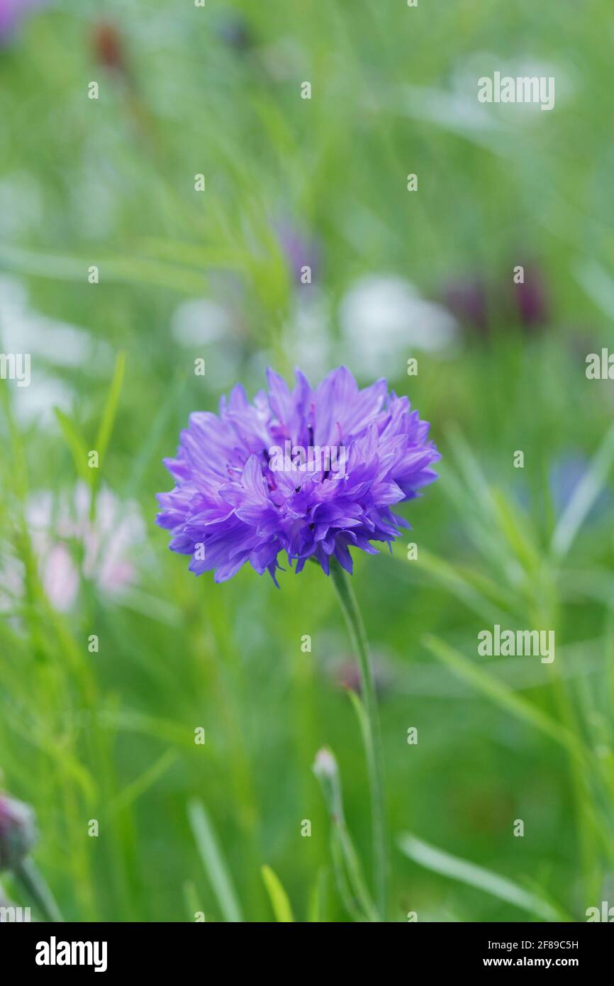 Centaurea cyanus floraison dans un pré de fleurs sauvages. Fleur de maïs. Banque D'Images