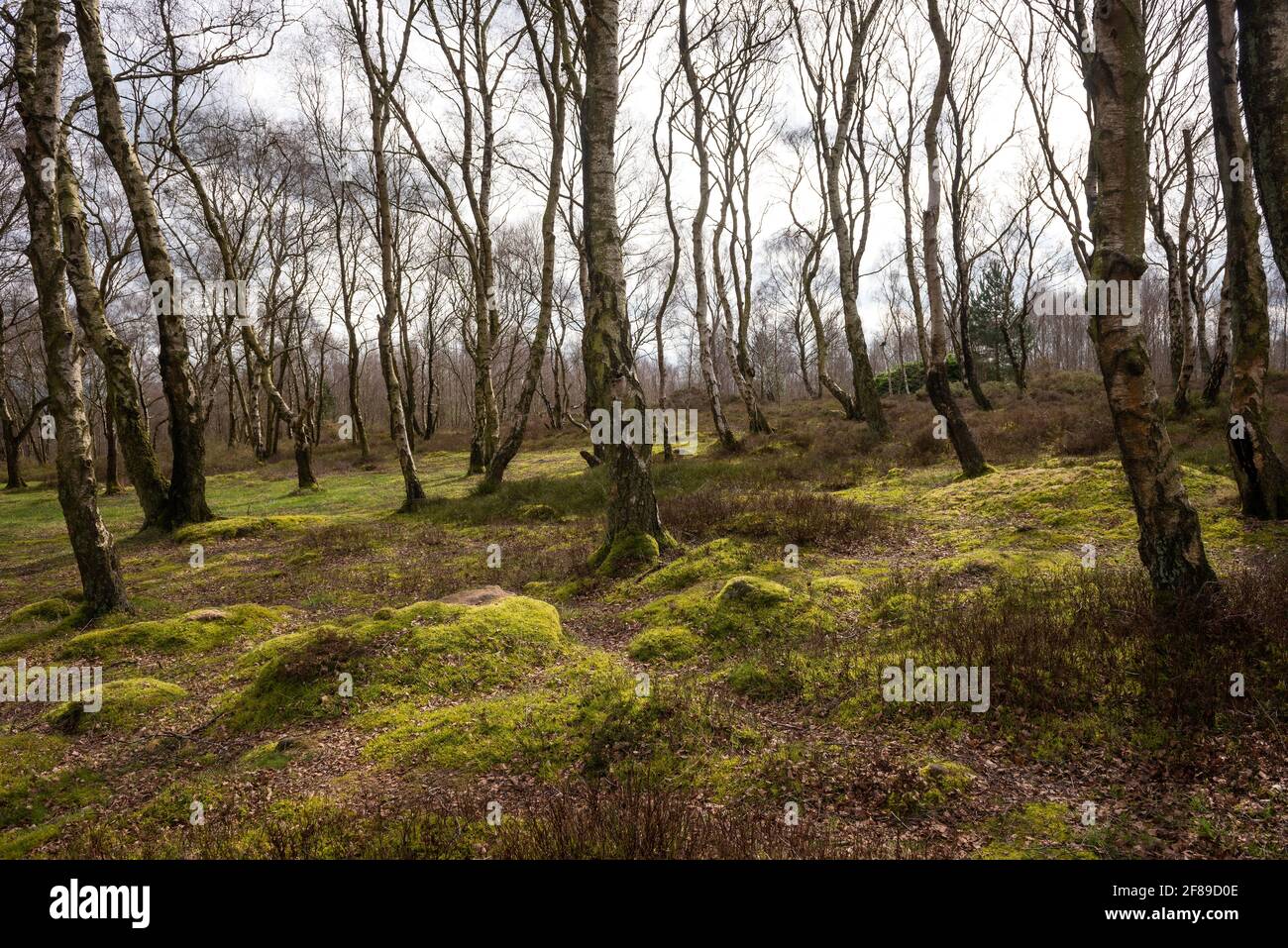 Pierres couvertes de mousse et sol forestier sur Stanton Moor dans le parc national de Peak District, Royaume-Uni Banque D'Images