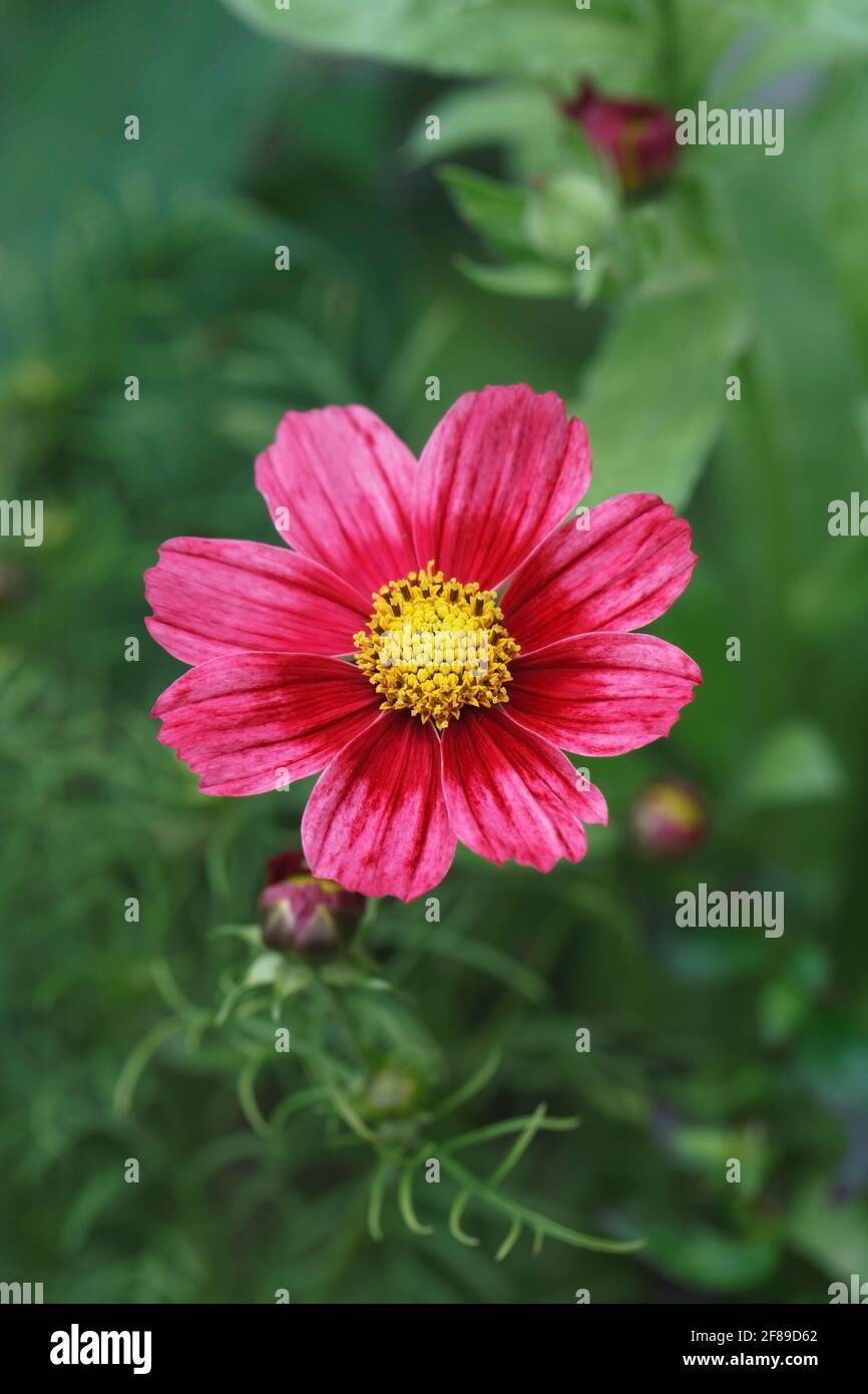 Cosmos bipinnatus 'Antiquité' fleur. Banque D'Images