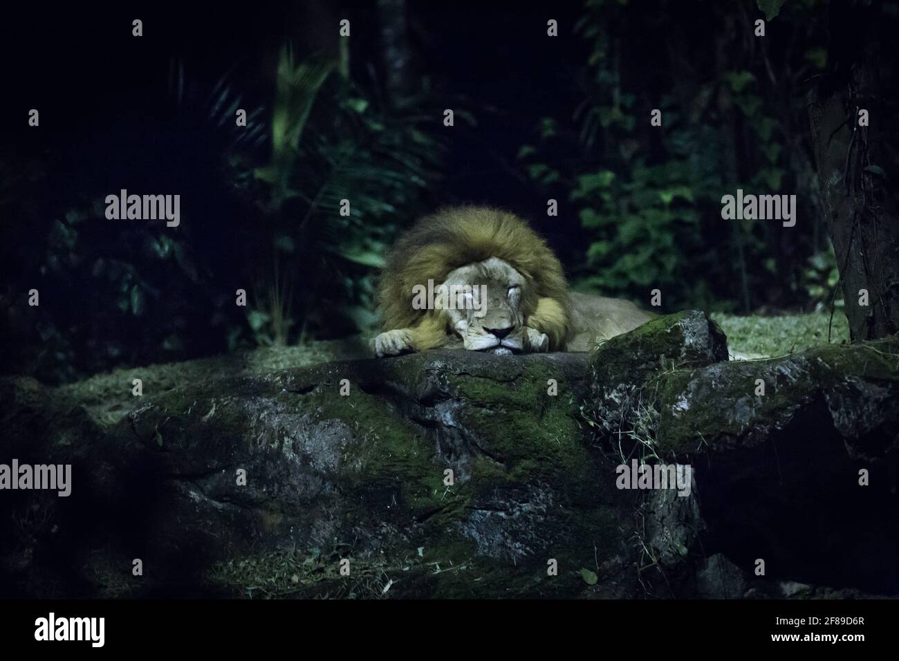 Un lion dormant sur un rocher. Banque D'Images