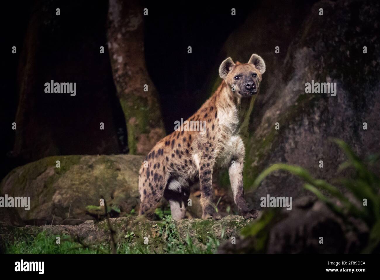 Une hyène regardant la caméra la nuit. Banque D'Images