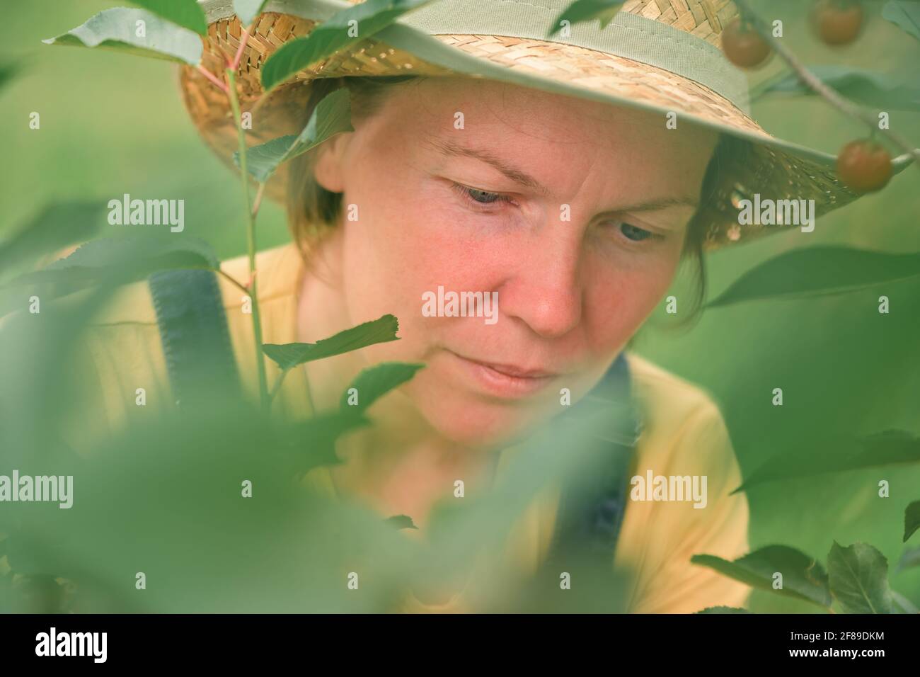 Femelle paysanne cueillant des fruits mûrs dans des vergers biologiques, concept de produits cultivés localement, concentration sélective Banque D'Images