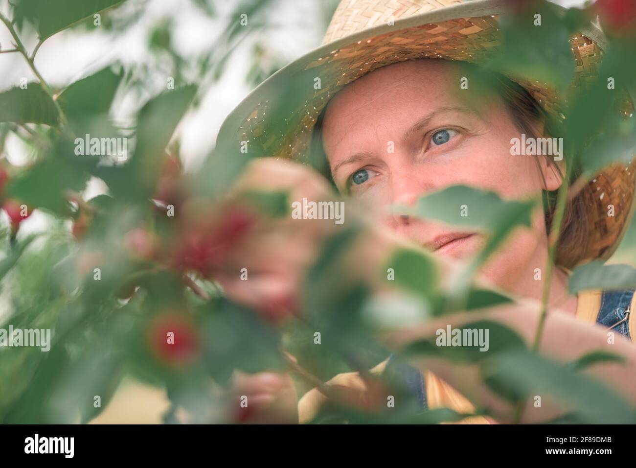 Femelle paysanne cueillant des fruits mûrs dans des vergers biologiques, concept de produits cultivés localement, concentration sélective Banque D'Images