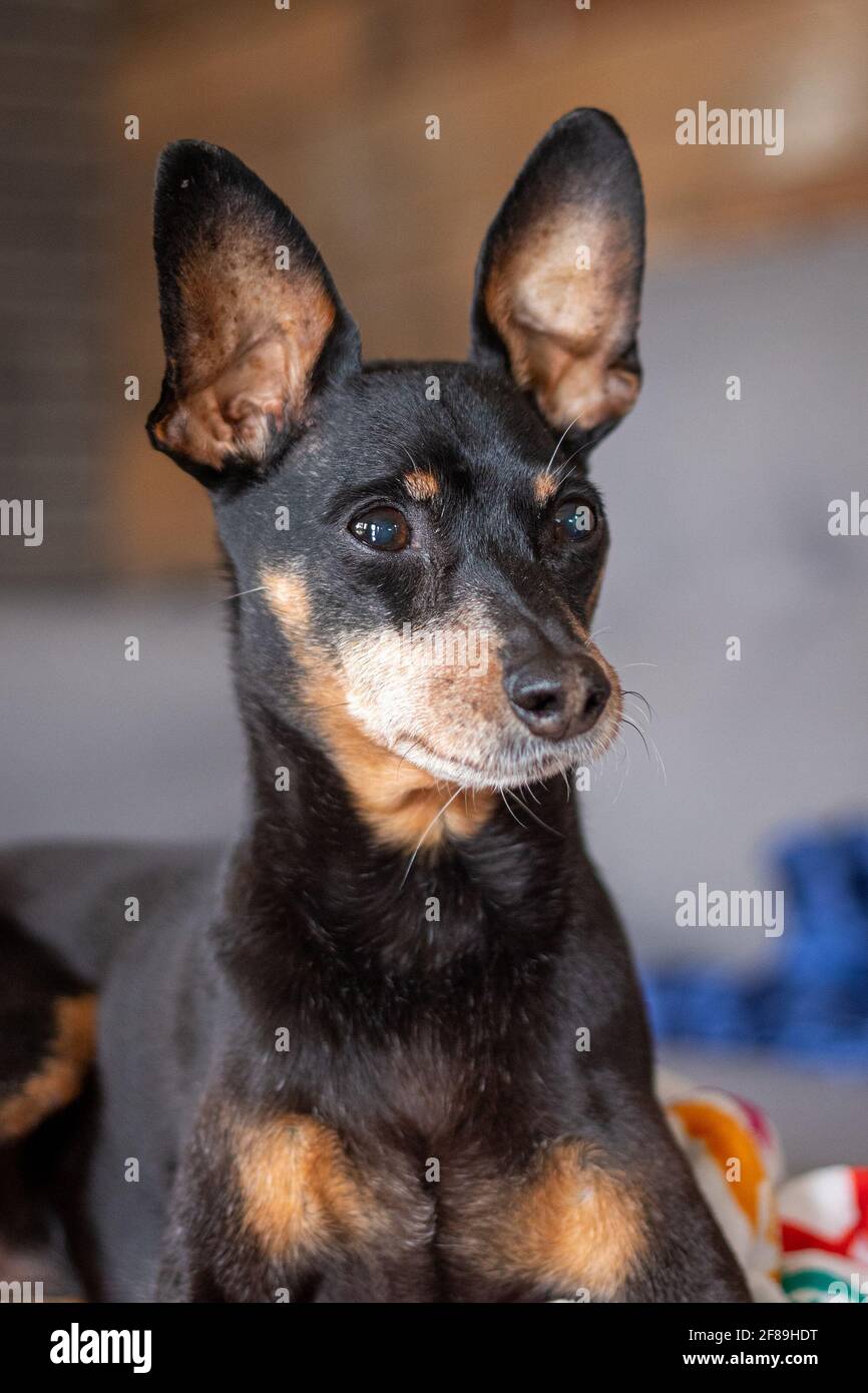 portrait de chien roi pinsher noir de 14 ans Banque D'Images