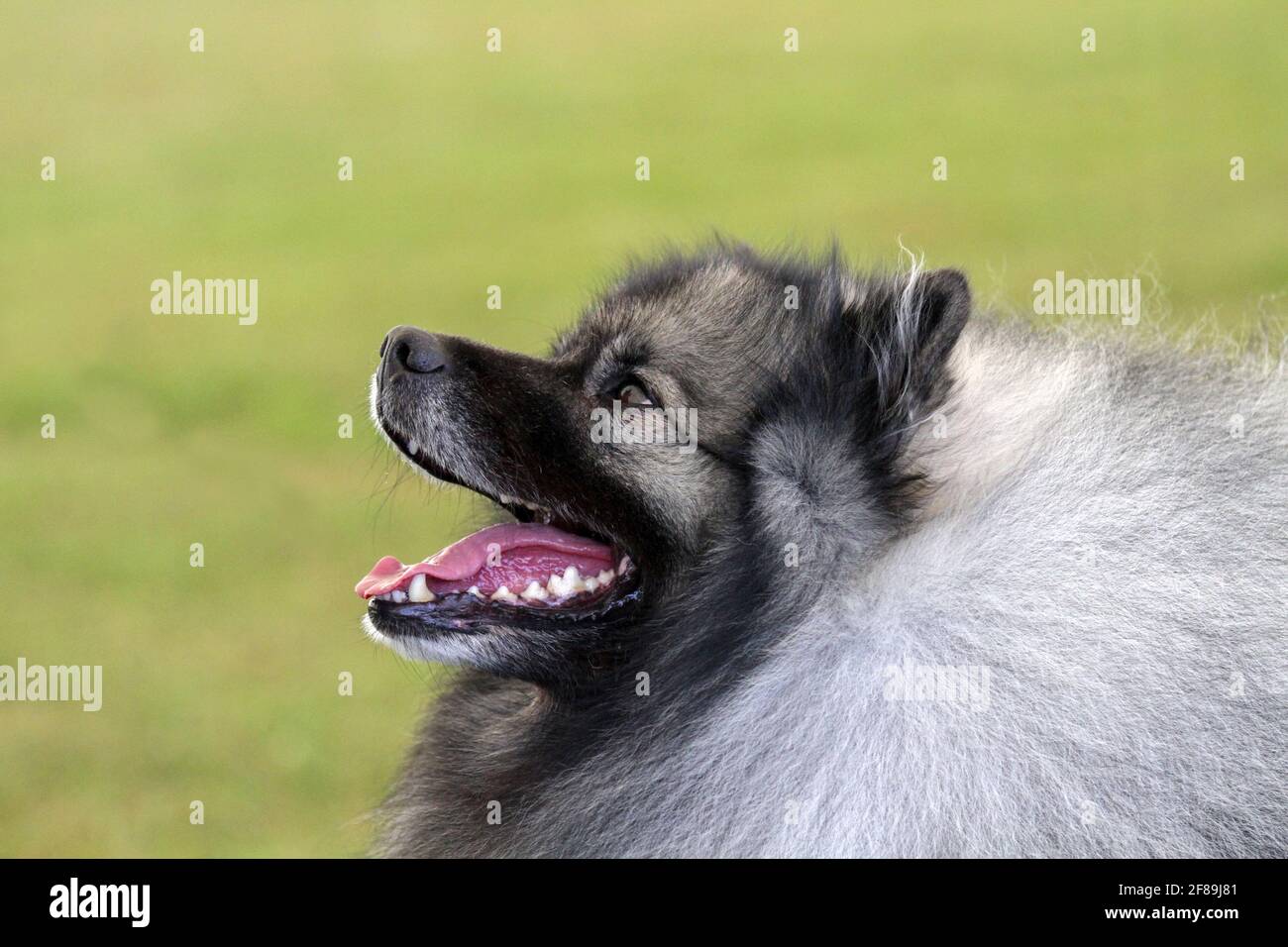 Keeshond gros plan Banque D'Images
