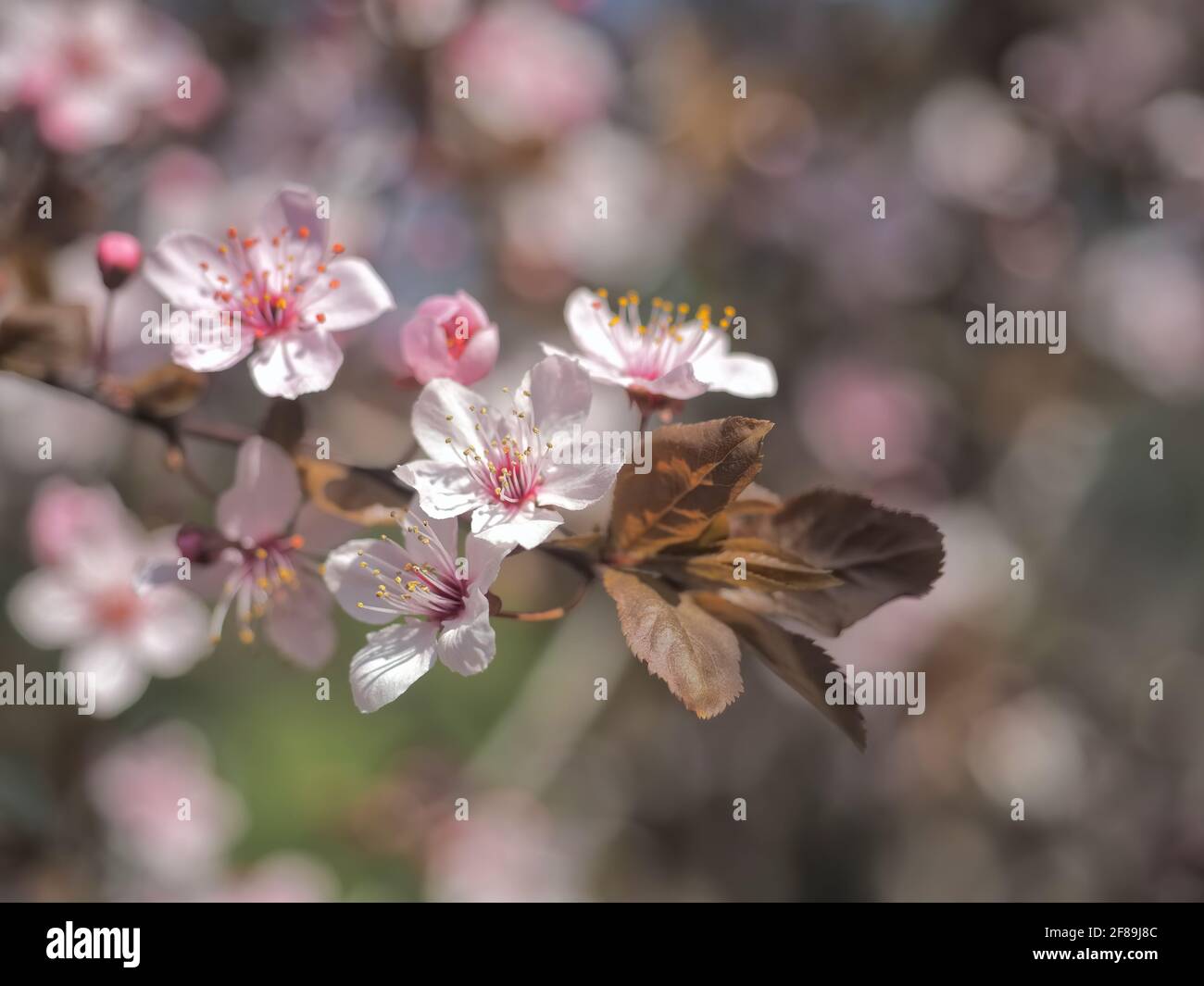 Concept floral au printemps. Plein épanouissement de l'abricotier. Belle fleur sur un arrière-plan flou abstrait. Gros plan détaillé avec soft focus sélectif. Banque D'Images