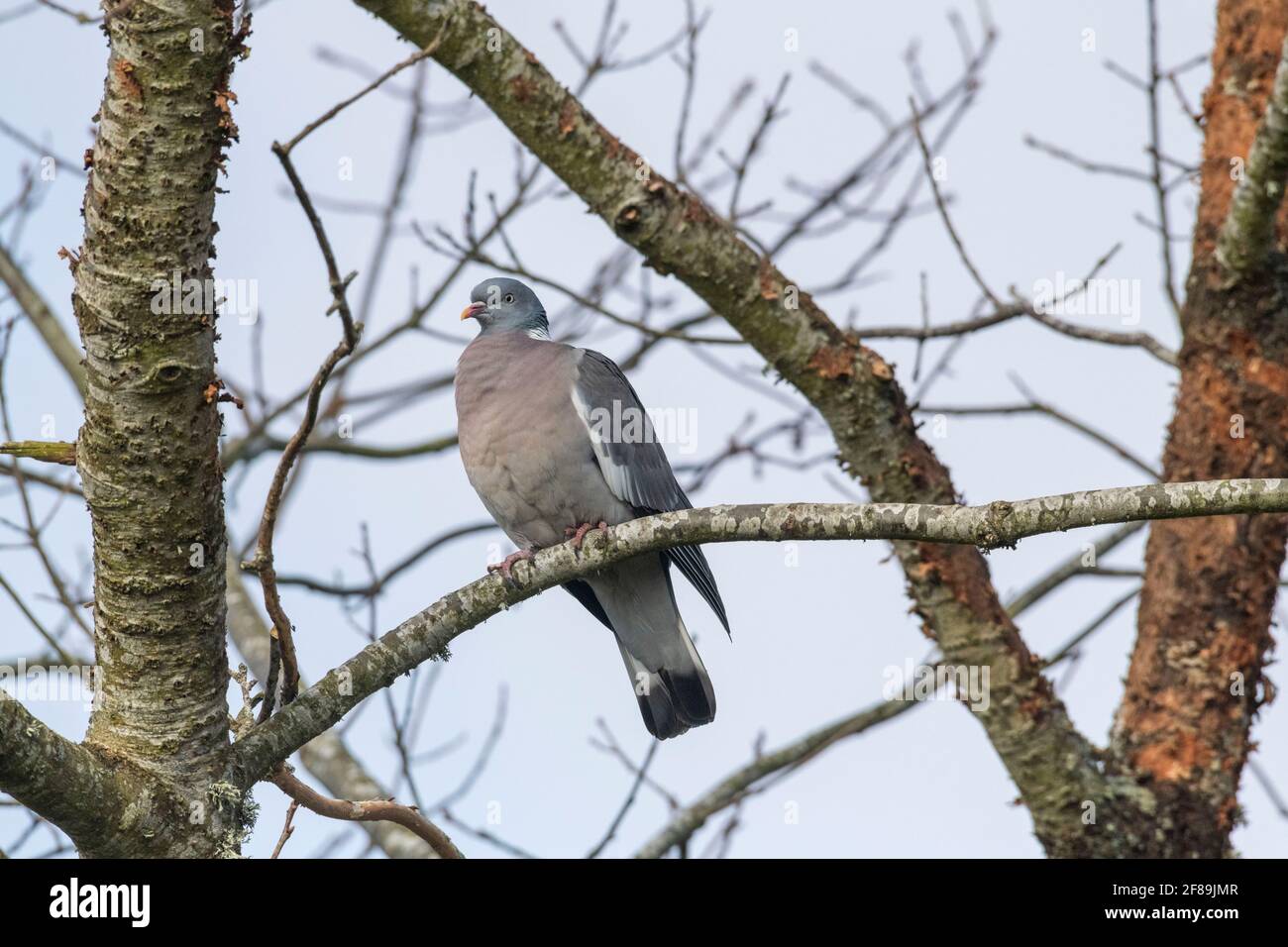 Un seul pigeon de bois (Palumbus de Columba) perché sur une branche d'arbre Banque D'Images