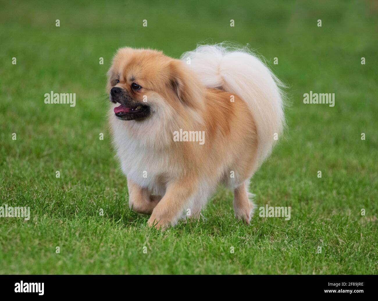 Épagneul tibétain Banque D'Images