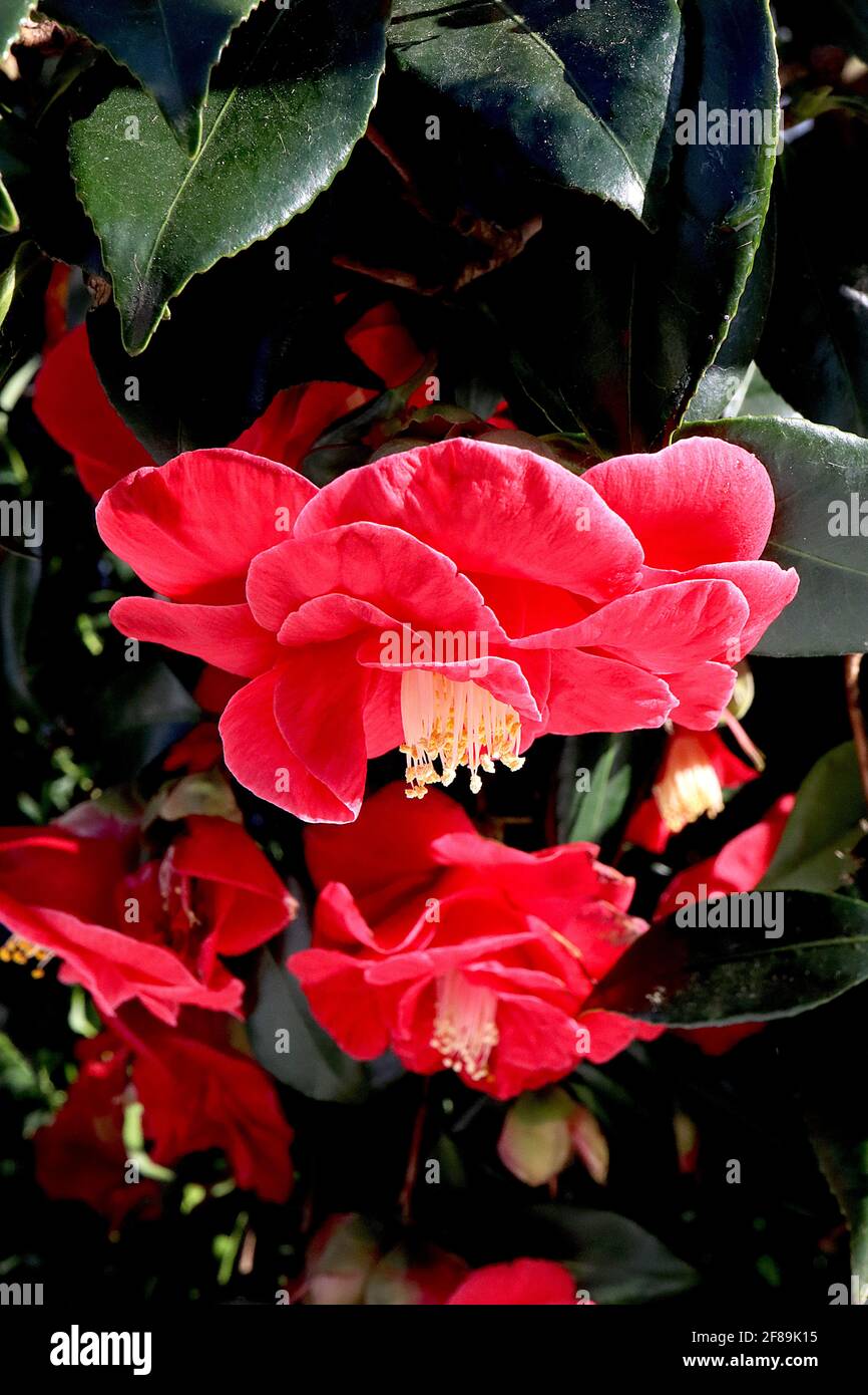 Camellia japonica «Adolphe Audusson» Camellia Adolphe Audusson – fleurs rouges profondes aux étamines saillantes, avril, Angleterre, Royaume-Uni Banque D'Images