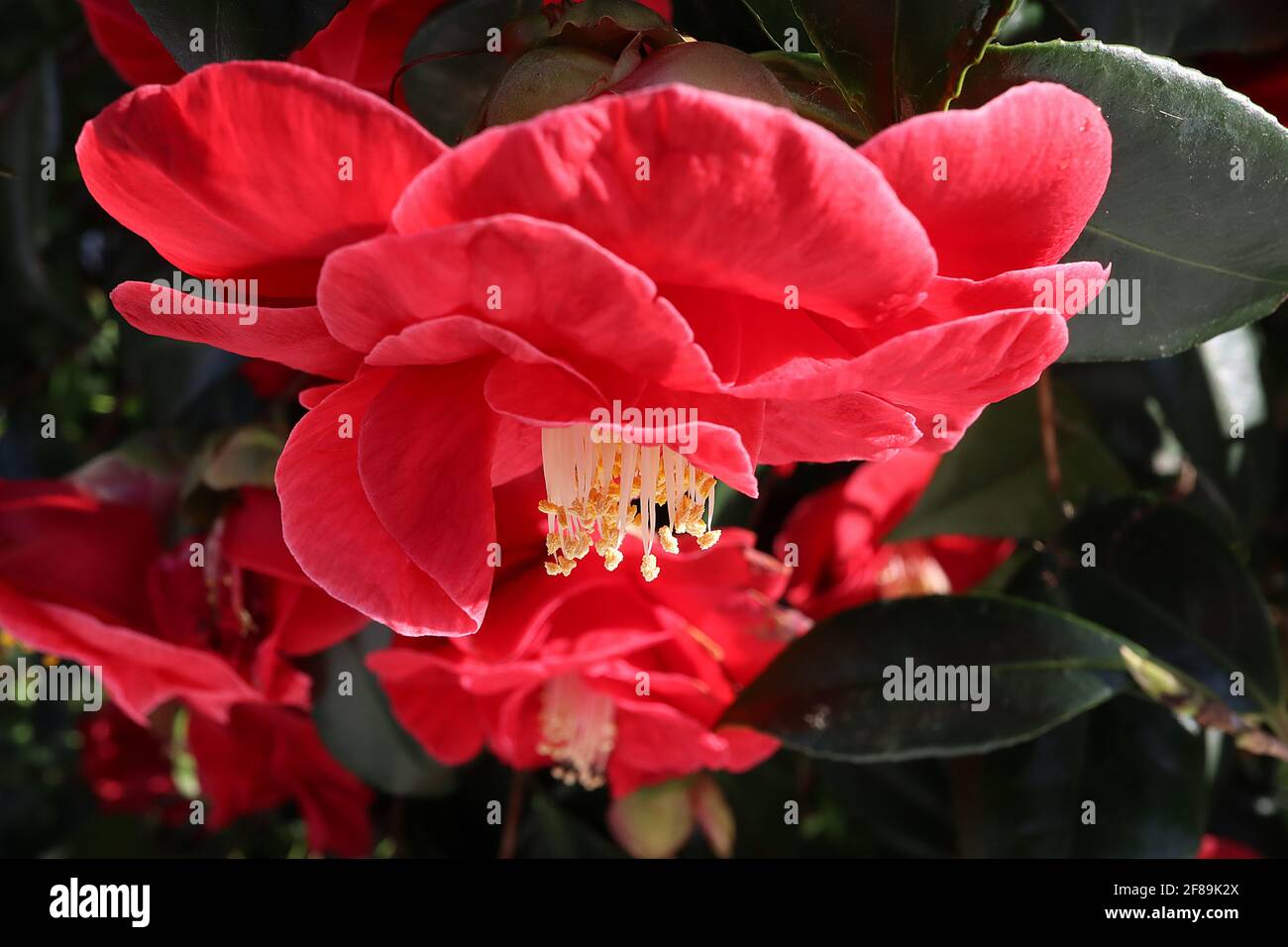 Camellia japonica «Adolphe Audusson» Camellia Adolphe Audusson – fleurs rouges profondes aux étamines saillantes, avril, Angleterre, Royaume-Uni Banque D'Images