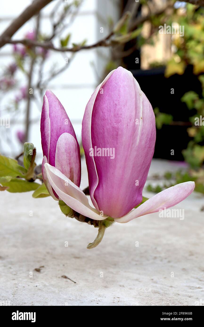 Magnolia x soulangeana ‘Rustica Rubra’ soucoupe Magnolia Rustica Rubra – fleurs en forme de goblet rose avec intérieur blanc, avril, Angleterre, Royaume-Uni Banque D'Images